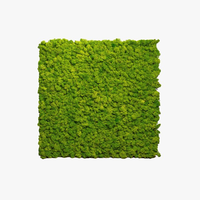 Moss Panels