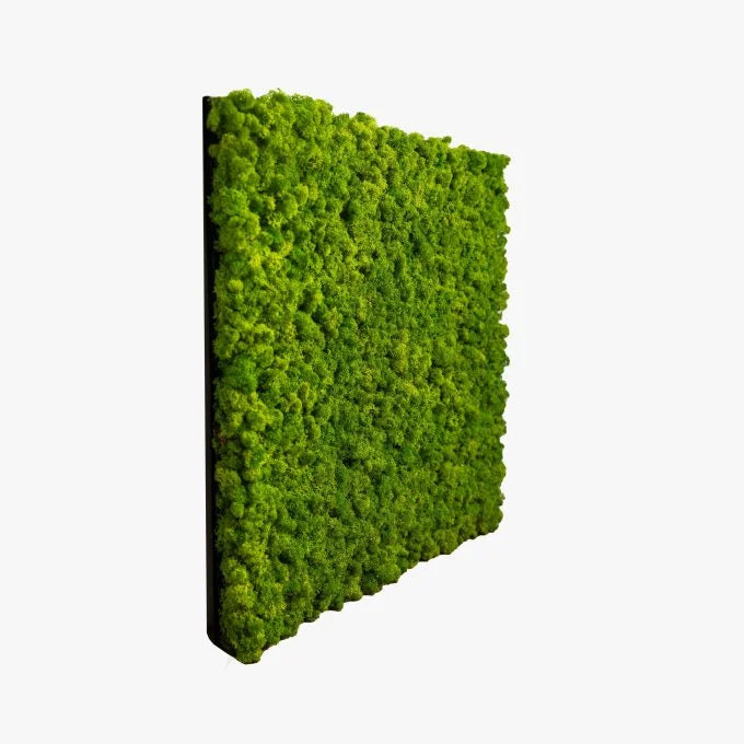 Moss Panels