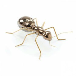 Fauna Ant