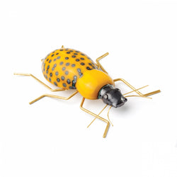 Fauna Beetle
