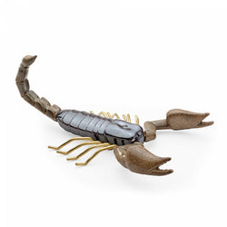 Fauna Scorpian